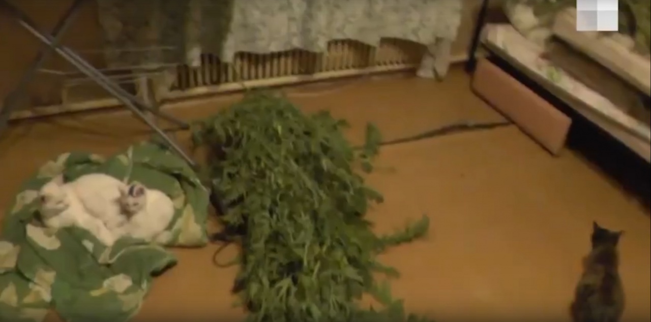 Конопля и коты.jpg